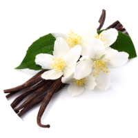 vanilla