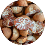 betel nut